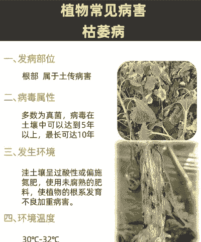 芙蓉树枯萎病的症状及防治方法