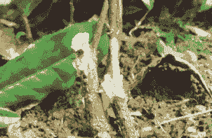 茶苗白绢病的症状及防治