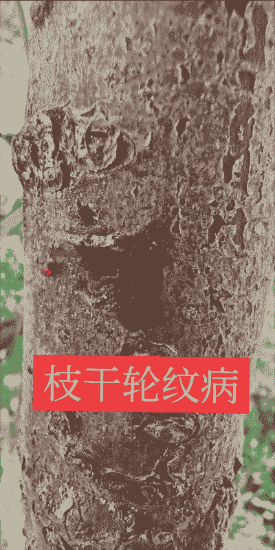 鸡冠花轮纹病的症状及防治方法