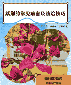 紫荆叶枯病防治措施