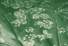 八仙花病毒病如何防治