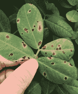 蜡梅花褐斑病防治办法