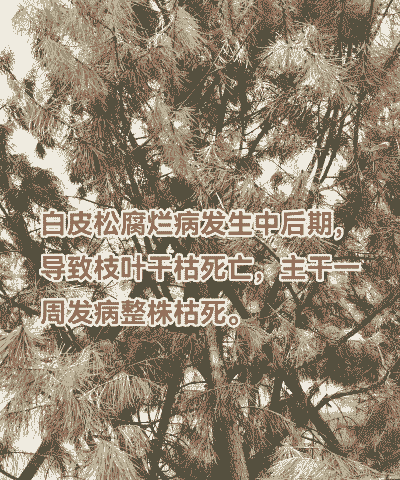 如何防治白皮松猝倒病