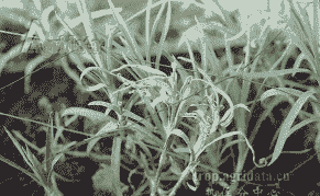 香石竹基腐病的防治方法