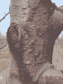 刺槐干腐病的症状及防治