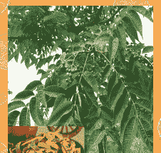 黄柏、黄皮树褐斑病的防治方法