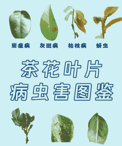 茶花赤叶斑病的防治方法