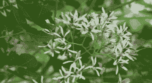 苦楝白斑病的防治方法