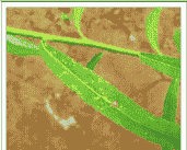 垂柳锈病的症状及防治