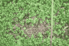 松杉苗猝倒病的症状及防治