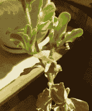 矮牵牛茎腐病的症状及防治措施