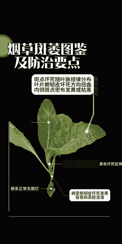 菊花番茄斑萎病的防治