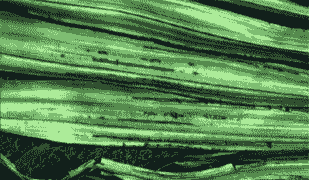 椰子灰斑病的发生及防治