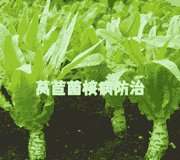 三叶草菌核病的防治方法