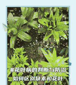 百日草花叶病的症状表现及防治方法