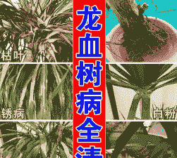 龙血树炭疽病的防治方法