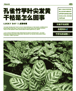 孔雀竹芋叶斑病的防治方法