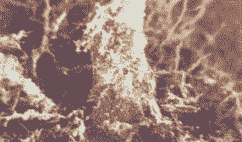 芍药白纹羽病的防治方法