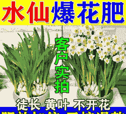 水仙褐斑病的防治技术