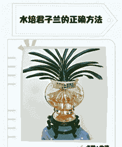 君子兰水培方法
