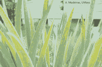 如何防治鸢尾细菌性叶斑病