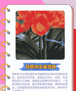 君子兰常见病虫害防治