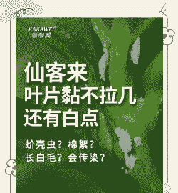 仙客来常见病虫害的防治