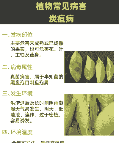 植物常见病害-炭疽病防治