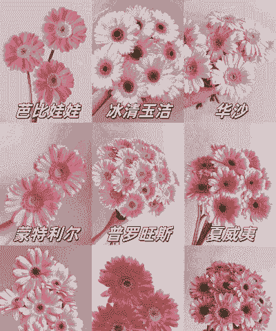 非洲菊栽培技术介绍（上）