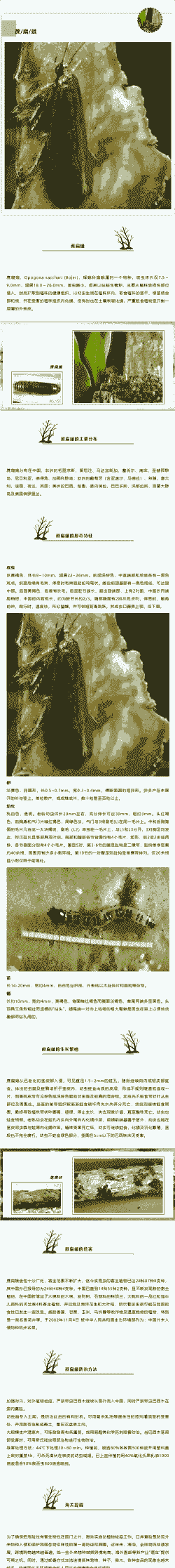 蔗扁蛾防治方法-花木常见蛀干式虫害介绍