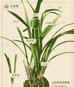 常见兰花病虫害的防治