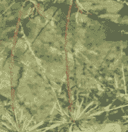 华北落叶松枯梢病的症状表现及防治方法