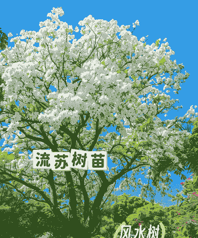 流苏树常见的病害防治方法