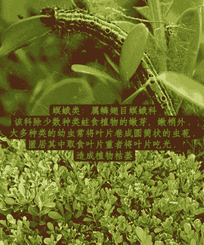 刺蛾防治方法-花木常见食叶害虫介绍