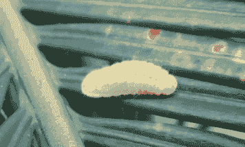 苏铁曲纹紫灰蝶的防治