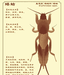 蝼蛄防治方法-花木常见地下害虫介绍