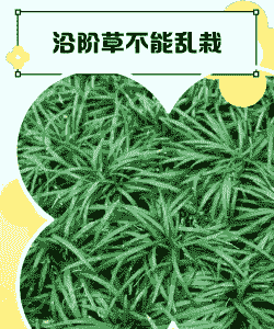 沿阶草叶枯病的发生及防治