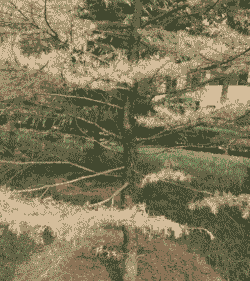 雪松叶枯病的防治方法