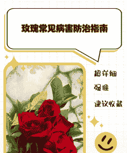 玫瑰病害防治方法