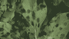 卷牡丹锈病的症状及防治方法