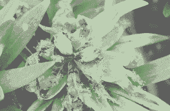 樱草灰霉病的发生及防治