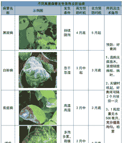 百日草花叶病的症状及防治方法