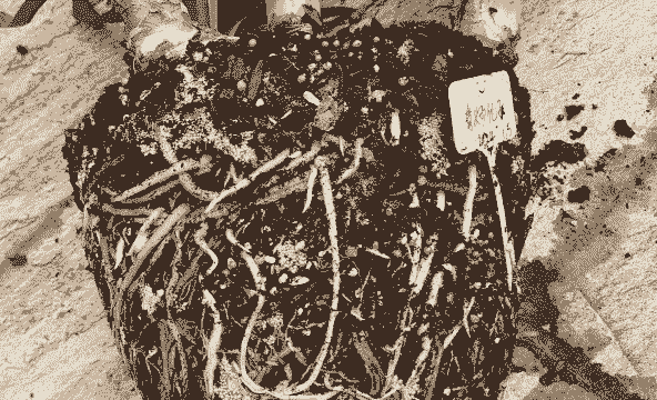 国兰白绢病的症状及防治方法