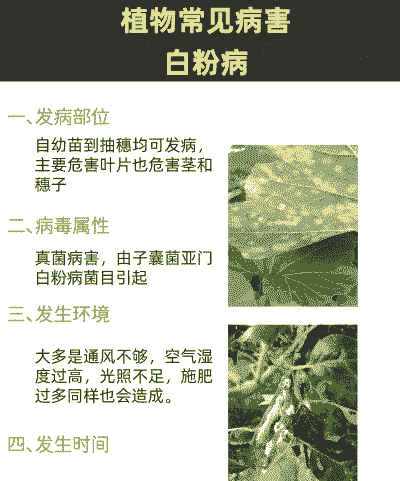 香椿白粉病的发生及防治措施