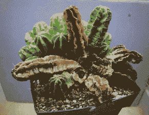 仙人掌植物腐烂病的防治方法