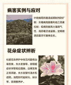 杜鹃花常见的两种病害防治办法