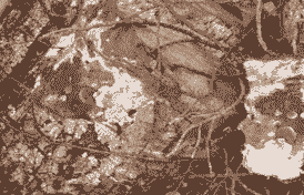 油桐芽枯病的症状及防治方法