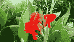 美人蕉梭斑病的防治方法