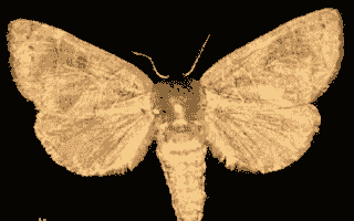 柳扇舟蛾的防治方法