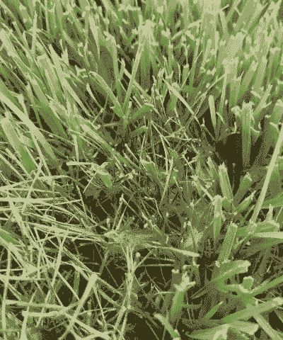 草坪喙孢霉叶枯病的防治方法